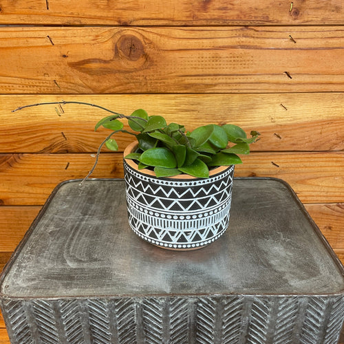 Hoya CV Chouke, 4 Plant