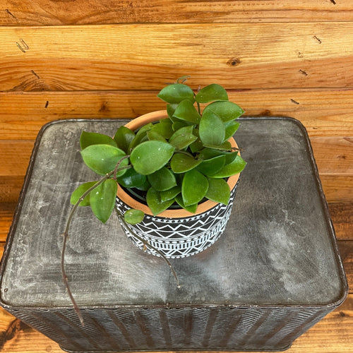 Hoya CV Chouke, 4 Plant