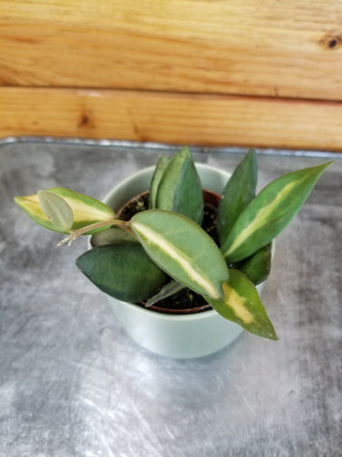 Hoya DS 70 Variegated, 2 Plant