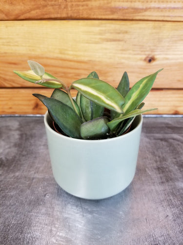 Hoya DS 70 Variegated, 2 Plant