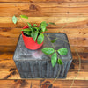 Hoya Erythrostemma Splash, 4 Plant