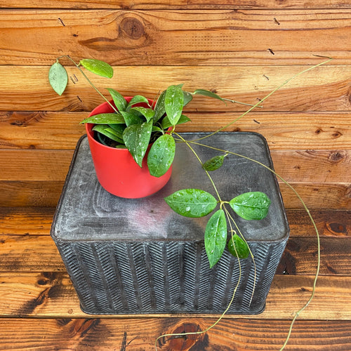 Hoya Erythrostemma Splash, 4 Plant