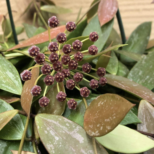 Hoya Gracilis, 4 Plant