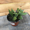 Hoya Gracilis, 4 Plant