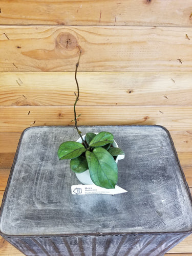 Hoya Hainanensis, 2 Plant
