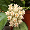 Hoya Hainanensis, 2 Plant