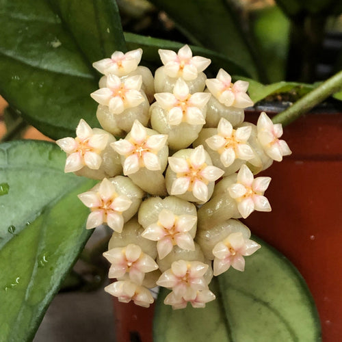 Hoya Hainanensis, 2 Plant