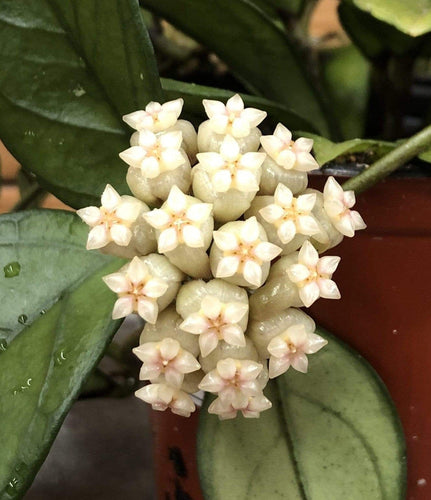 Hoya Hainanensis, 6 Plant