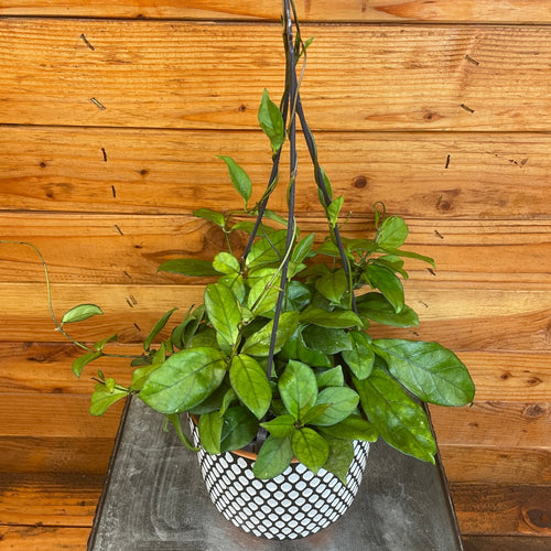 Hoya Hainanensis, 6 Plant