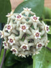 Hoya Limoniaca, 2 Plant