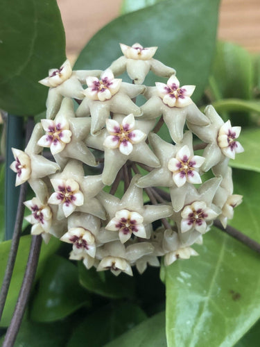 Hoya Limoniaca, 4 Plant