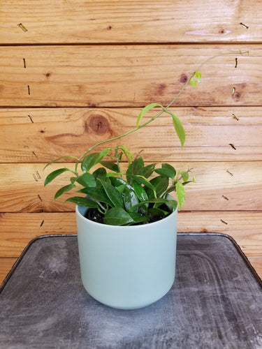 Hoya Limoniaca, 4 Plant