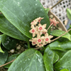 Hoya Limoniaca, 6 Plant