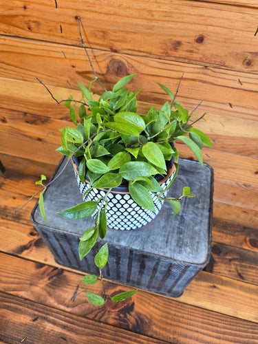 Hoya Limoniaca, 6 Plant