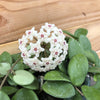 Hoya Mathilde, 2 Plant