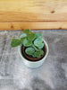 Hoya Mathilde, 2 Plant