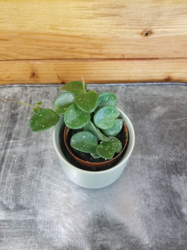 Hoya Mathilde, 2 Plant