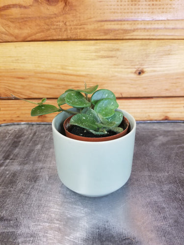 Hoya Mathilde, 2 Plant