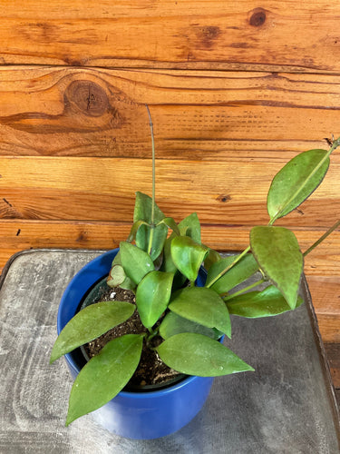 Hoya Minahassae, 4 Plant