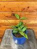 Hoya Minahassae, 4 Plant