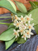 Hoya Minahassae, 4 Plant