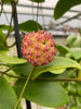 Hoya Mindorensis Pink, 4 Plant