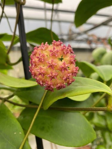 Hoya Mindorensis Pink, 4 Plant