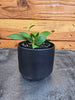 Hoya Noona, 2 Plant