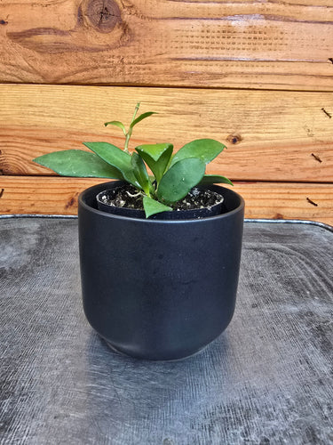 Hoya Noona, 2 Plant