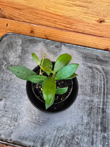 Hoya Noona, 2 Plant