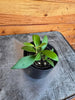 Hoya Noona, 2 Plant
