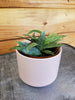 Hoya Parviflora Splash, 2 Plant