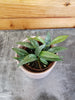 Hoya Parviflora Splash, 2 Plant