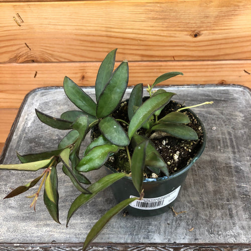 Hoya Rosita, 4 Plant