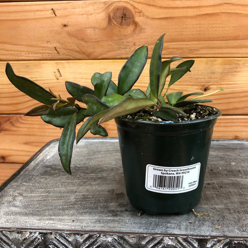 Hoya Rosita, 4 Plant