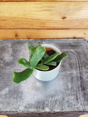 Hoya Rotundiflora, 2 Plant