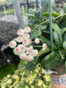 Hoya Rotundiflora, 2 Plant