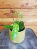 Hoya Treubiana, 4 Plant