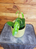 Hoya Treubiana, 4 Plant