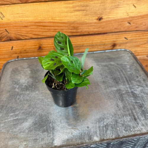 Maranta Leuconeura Mini Prayer, 2 Plant