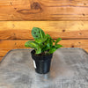 Maranta Leuconeura Mini Prayer, 2 Plant