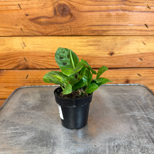 Maranta Leuconeura Mini Prayer, 2 Plant