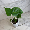 Monstera Deliciosa Split Leaf, 4 Plant