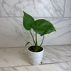 Monstera Deliciosa Split Leaf, 4 Plant