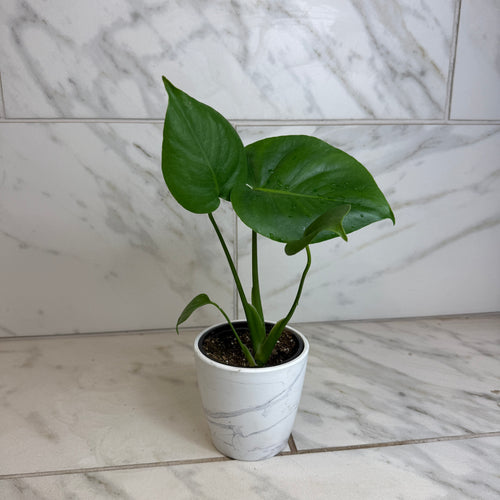 Monstera Deliciosa Split Leaf, 4 Plant