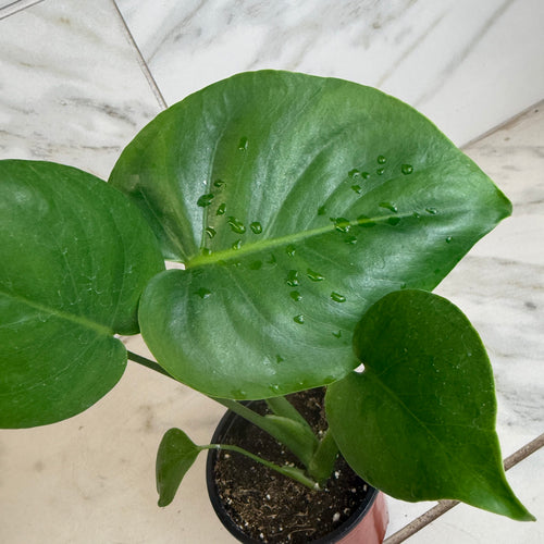 Monstera Deliciosa Split Leaf, 4 Plant