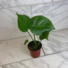 Monstera Deliciosa Split Leaf, 4 Plant
