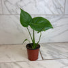 Monstera Deliciosa Split Leaf, 4 Plant