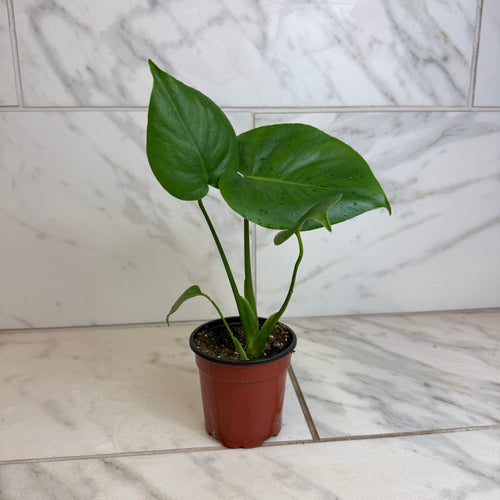 Monstera Deliciosa Split Leaf, 4 Plant