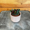 Nematanthus Goldfish Shady Lady Mae, 2 Plant